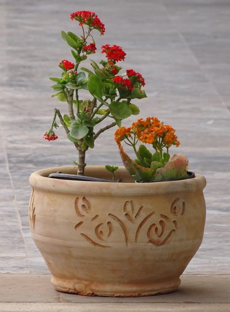 VASE TERRE CUITE POT