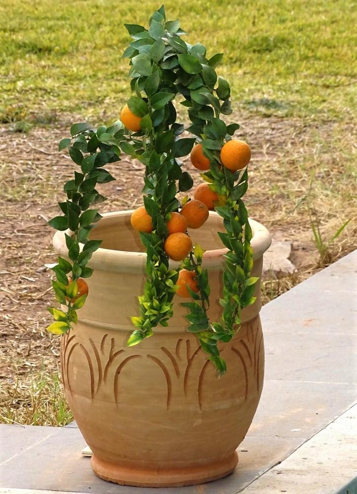 Terracotta vase Diameter 26 cm Height 43 cm 