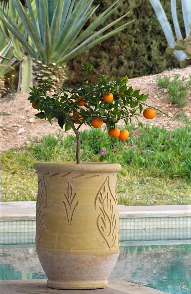 Terracotta vase Diameter 33 cm Height 45 cm 