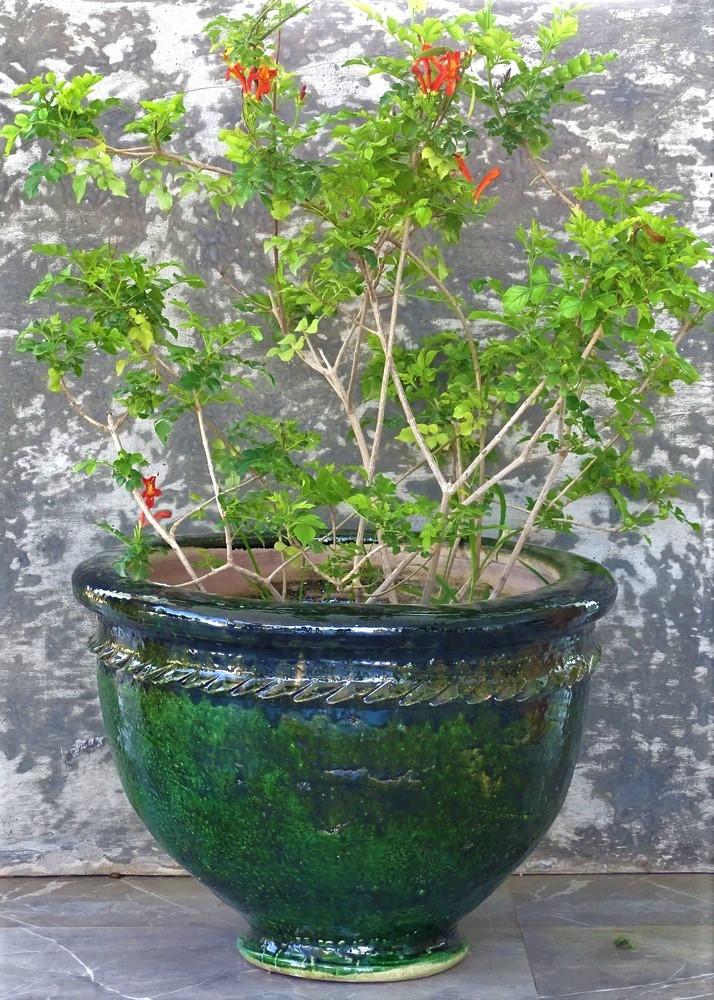 Pot terre cuite émaillé Vert Hauteur 40 cm  Diamètre 58 cm